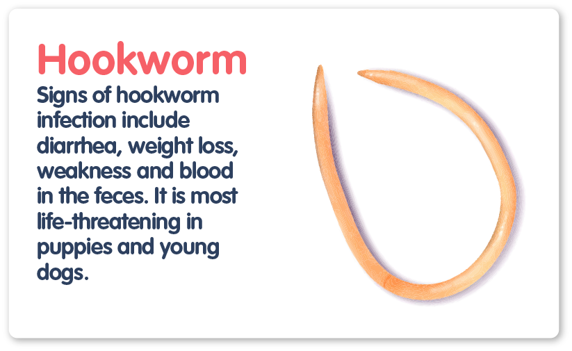 hookworms in humans images